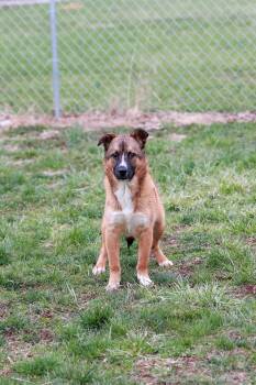 Rescue Shepherd Dogs for Adoption in Loogootee, Indiana - Biscuit | PetCurious