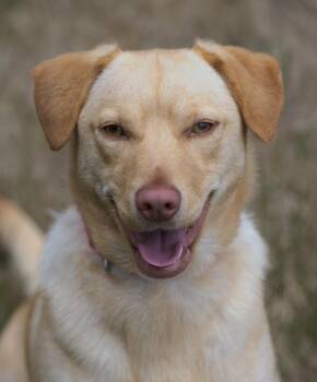 Tasha -  Labrador Retriever Dog for Adoption in Hoquiam, Washington - Tasha | PetCurious