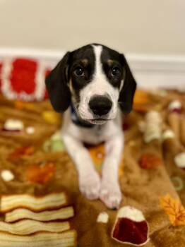Lancer -  Treeing Walker Coonhound and Labrador Retriever Dog for Adoption in Triana, Alabama - Lancer | PetCurious
