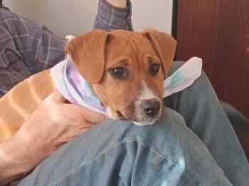 Beagle and Boxer Dogs Available for Adoption - Cinnamon  | PetCurious