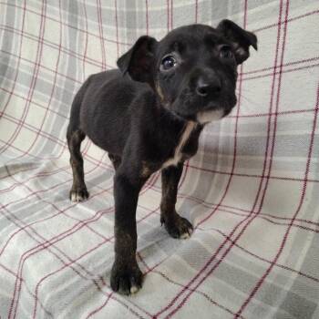 Ivy -  Pit Bull Terrier and Greyhound Dog for Adoption in Coos Bay, Oregon - Ivy | PetCurious