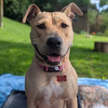 Marina -  Yellow Labrador Retriever and Mixed Breed Dog for Adoption in East St. Louis, Illinois - Marina | PetCurious
