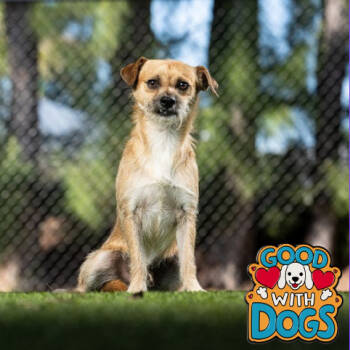 Rescue Border Terrier Dogs for Adoption in Jupiter, Florida - Twix | PetCurious