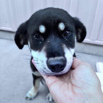 BB girl -  Mixed Breed Dog for Adoption in Bismarck, North Dakota - BB Girl | PetCurious