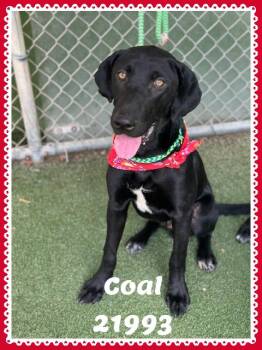 COAL see also ONYX -  Black Labrador Retriever Dog for Adoption in Marietta, Georgia - COAL See Also ONYX | PetCurious