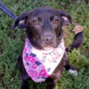 Pony Girl (Female) Avail 9/26 -  Chocolate Labrador Retriever and Labrador Retriever Dog for Adoption in West Grove, Pennsylvania - Pony Girl (Female) Avail 9/26 | PetCurious