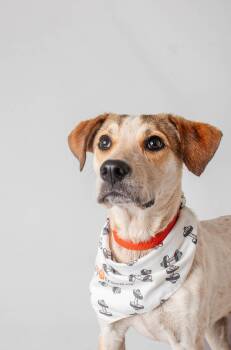Fraiser -  Hound Dog for Adoption in Plaquemine, Louisiana - Fraiser | PetCurious