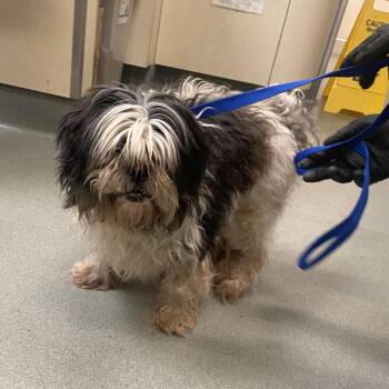 Trix -  Lhasa Apso Dog for Adoption in Westminster, California - Trix | PetCurious