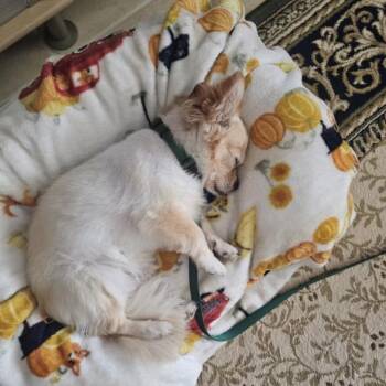 Lucky -  Chihuahua Dog for Adoption in Alafaya, Florida - Lucky | PetCurious
