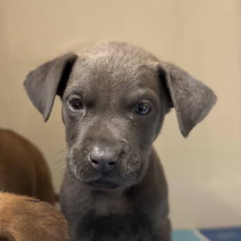 Rescue Terrier Dogs for Adoption in Dallas, Texas - Affogato | PetCurious