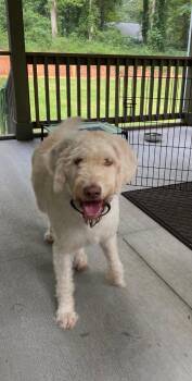 Lucky -  Goldendoodle Dog for Adoption in Hartwell, Georgia - Lucky | PetCurious