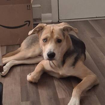 Husky and Norwegian Elkhound Dogs Available for Adoption in Harrisonburg, Virginia - Gunner | PetCurious