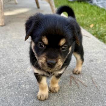 Honey -  Mixed Breed Dog for Adoption in Sonoma, California - Honey | PetCurious