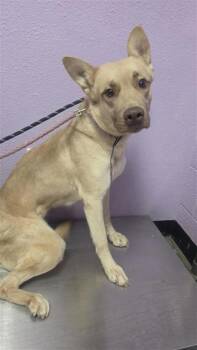 61317159 -  Labrador Retriever and Mixed Breed Dog for Adoption in El Paso, Texas - 61317159 | PetCurious