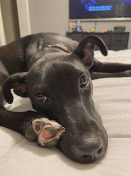Truffles -  Terrier Dog for Adoption in Coldwater, Michigan - Truffles | PetCurious