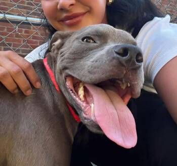 Rescue Pit Bull Terrier Dogs for Adoption in Roswell, Georgia - Clay | PetCurious