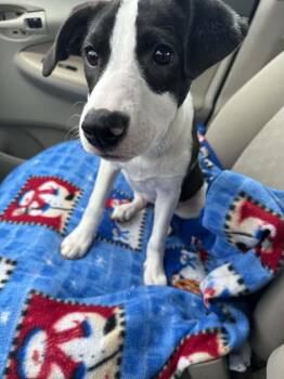 Penny -  Beagle Dog for Adoption in Crystal Lake, Illinois - Penny | PetCurious