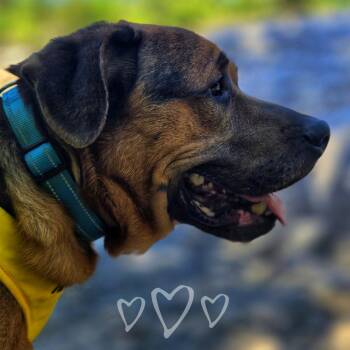 Mixed Breed Dogs Available for Adoption in Binghamton, New York - Stumpy | PetCurious