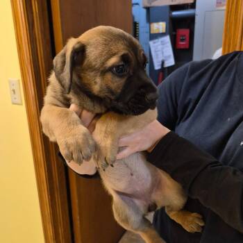 Mastiff Dogs Available for Adoption - Roxanne @ Prison Program | PetCurious