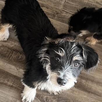 Terrier Dogs Available for Adoption in Las Vegas, Nevada - Rigby | PetCurious
