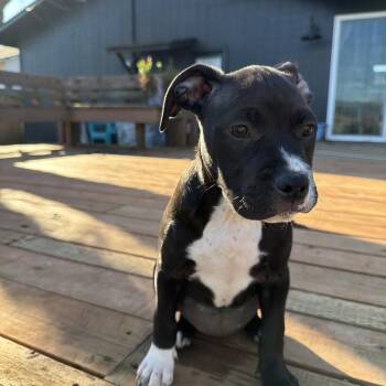 Pit Bull Terrier Dogs Available for Adoption - Mako | PetCurious