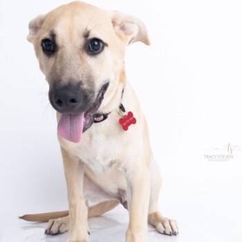 Gavin -  Labrador Retriever and Mixed Breed Dog for Adoption in Conroe, Texas - Gavin | PetCurious