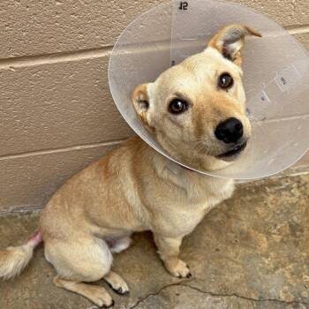 Chihuahua Dogs Available for Adoption in Ojai, California - Zach Bryan | PetCurious