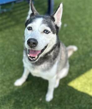 AKIRA -  Mixed Breed Dog for Adoption in Dallas, Texas - AKIRA | PetCurious