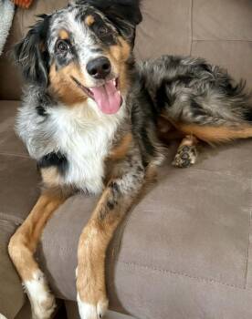 Australian Shepherd Dogs Available for Adoption - Murphy PA | PetCurious