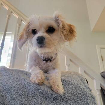 Maltese Dogs Available for Adoption in Harrisonburg, Virginia - Lily | PetCurious