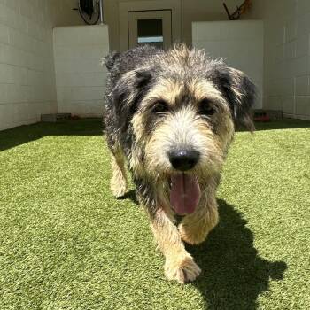 Sprocket 4925 -  Schnauzer and Mixed Breed Dog for Adoption in Loxahatchee Groves, Florida - Sprocket 4925 | PetCurious