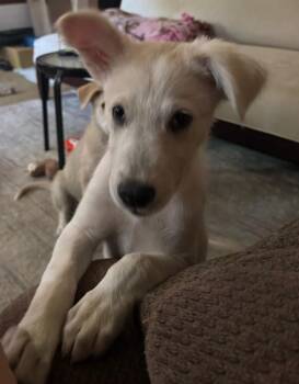 EMILY -  Shepherd and Husky Dog for Adoption in Broomfield, Colorado - EMILY | PetCurious