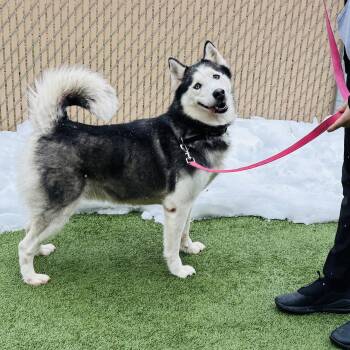 Siberian Husky Dogs Available for Adoption - Meet SOPHIE - Beautiful Siberian Husky, Young Adult - Friendly!  | PetCurious