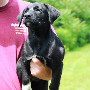 CT Prada -  Labrador Retriever and Mixed Breed Dog for Adoption in Stormville, New York - CT Prada | PetCurious