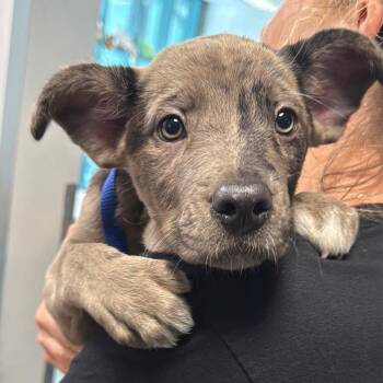 Hazel A2284330 -  Catahoula Leopard Dog Dog for Adoption in Los Angeles, California - Hazel A2284330 | PetCurious