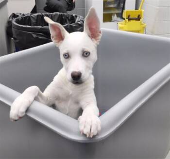 Rescue Siberian Husky and Mixed Breed Dogs for Adoption in Omaha, Nebraska - BELLA ROUGE | PetCurious