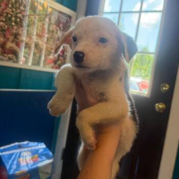 Connie 062602A -  Australian Shepherd and Chihuahua Dog for Adoption in Amory, Mississippi - Connie 062602A | PetCurious