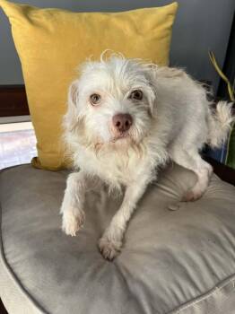 Terrier Dogs Available for Adoption - Sunny | PetCurious