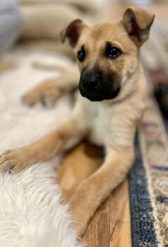 German Shepherd Dog Dogs Available for Adoption in Pleasant Hill, California - Huck | PetCurious