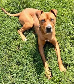 Denero -  American Staffordshire Terrier Dog for Adoption in Shiloh, Illinois - Denero | PetCurious