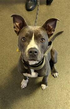 QUEEN BLUE -  Mixed Breed Dog for Adoption in Jacksonville, Florida - QUEEN BLUE | PetCurious