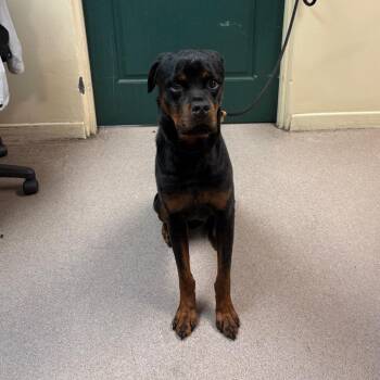 Bear -  Rottweiler Dog for Adoption in Pasadena, California - Bear | PetCurious