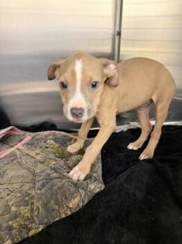 Jelly -  Pit Bull Terrier and Mixed Breed Dog for Adoption in Westland, Michigan - Jelly | PetCurious