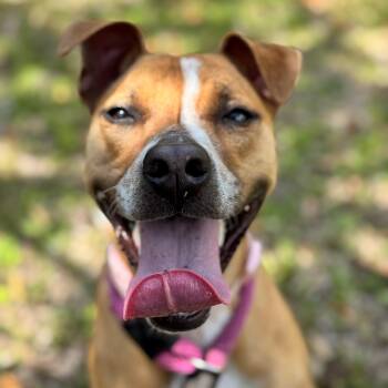 Terrier and Mixed Breed Dogs Available for Adoption in St. Augustine, Florida - Bailey | PetCurious
