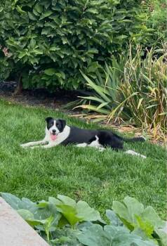 Ava -  Border Collie Dog for Adoption in Rathdrum, Idaho - Ava | PetCurious