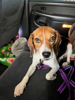 Binx -  Beagle Dog for Adoption in Valparaiso, Indiana - Binx | PetCurious