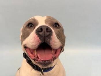 Zeus -  Pit Bull Terrier and Mixed Breed Dog for Adoption in Golden Valley, Minnesota - Zeus | PetCurious