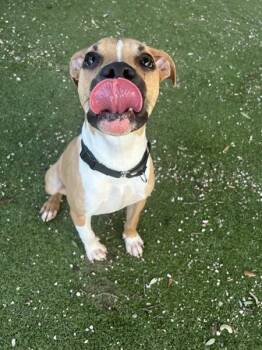 Jerry -  Mixed Breed and Pit Bull Terrier Dog for Adoption in Austin, Texas - Jerry | PetCurious