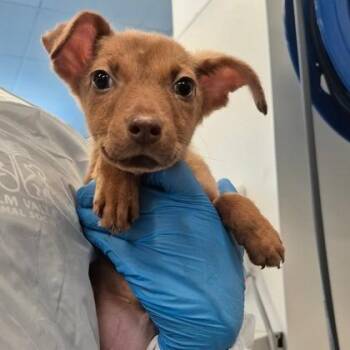Jolene -  Vizsla and German Pinscher Dog for Adoption in Morton Grove, Illinois - Jolene | PetCurious