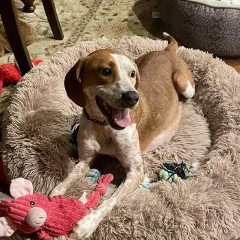 Coonhound and Mixed Breed Dogs Available for Adoption in Springboro, Ohio - Ida | PetCurious